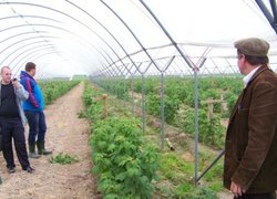 Ремонтантна малина в плівковому тунелі у Сосінських